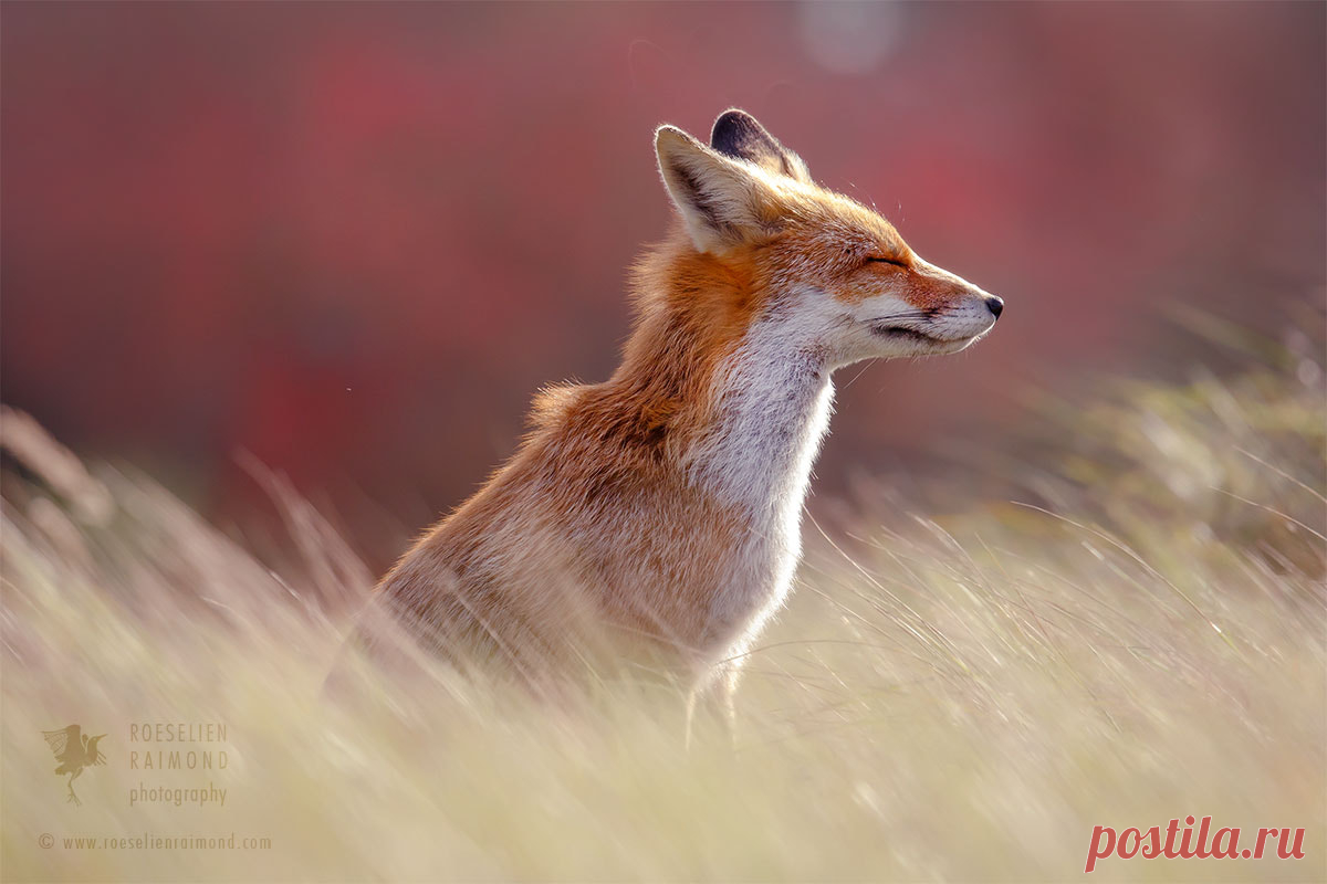 Фото Лиса на размытом фоне. Фотограф Roeselien Raimond, страница