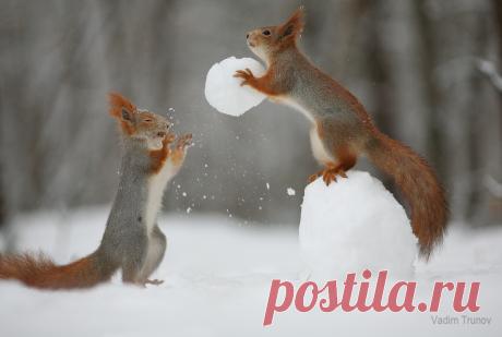 Фото Зимние игры белок в снежки. Фотограф Вадим Трунов, страница