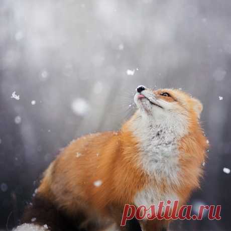Фото Рыжая лиса под снегопадом, фотограф by Iza Lyson, страница