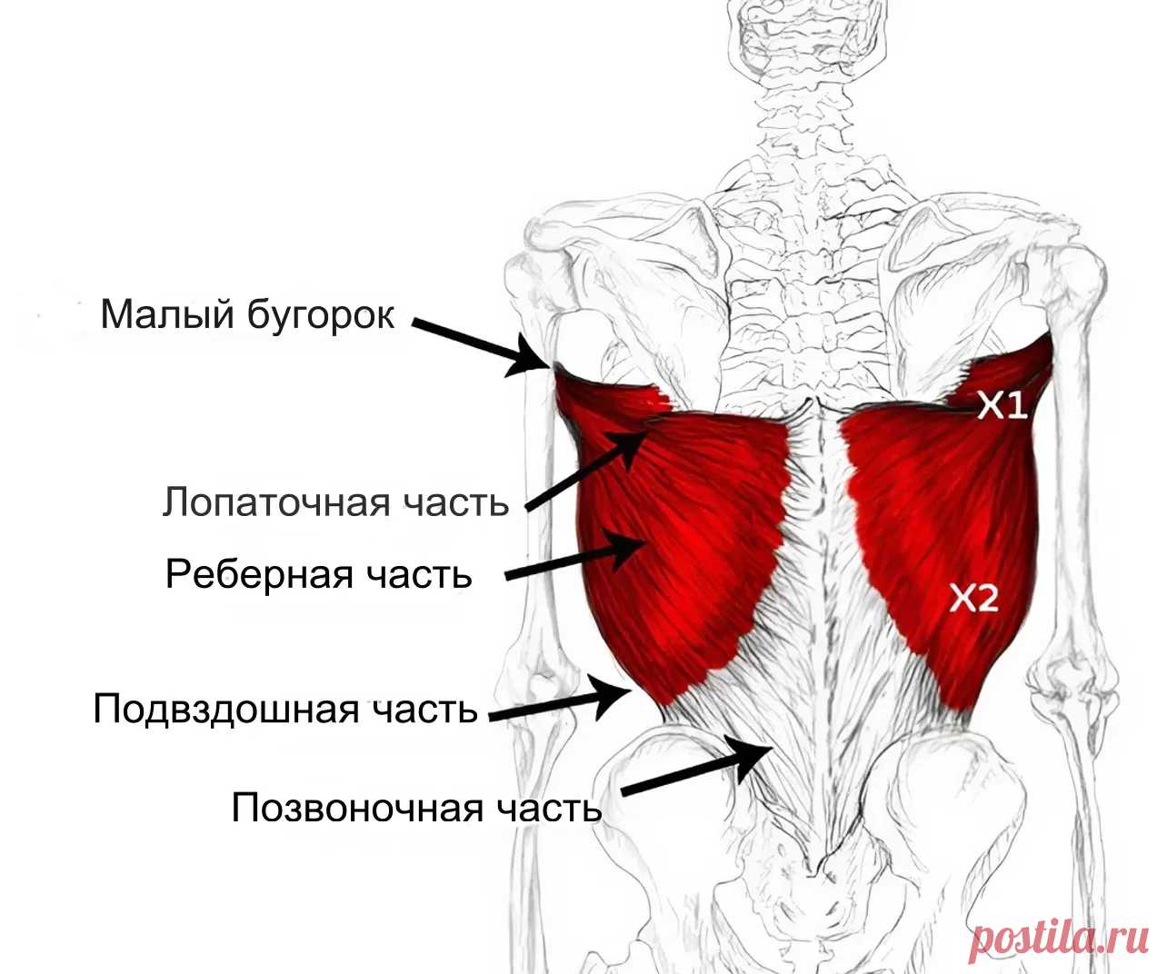 Широчайшая мышца. Самомассаж