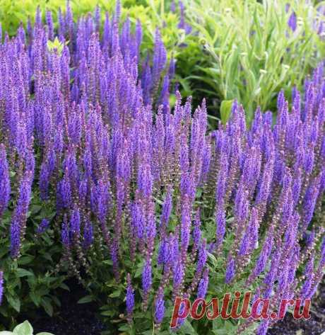 Шалфей – Google Поиск