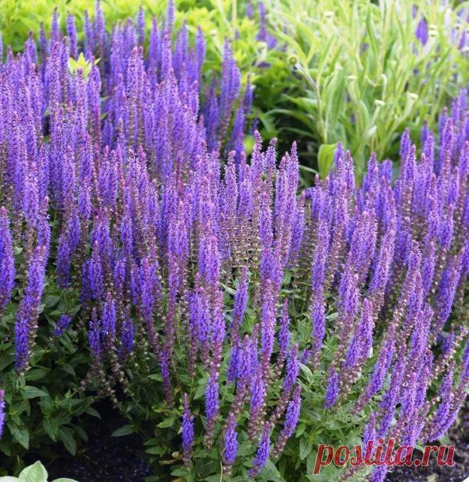 Шалфей – Google Поиск