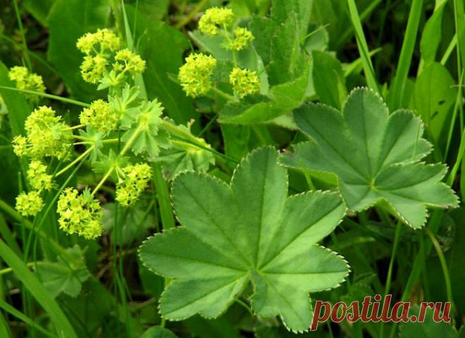 Манжетка – Google Поиск