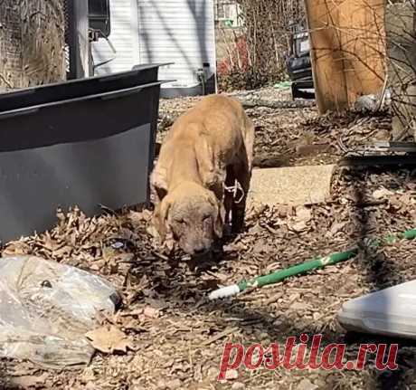 Dog 'Uncomfortable In Her Skin' Undergoes An Incredible Transformation - The Dodo
