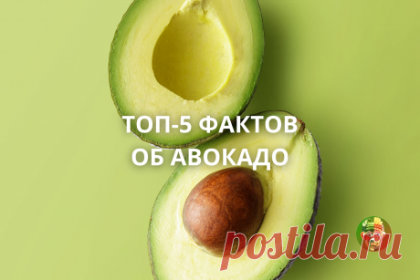 Авокадо — модный плод или необходимый источник растительных жиров в вашем… | Живая Еда с Сергеем Малозёмовым | Дзен