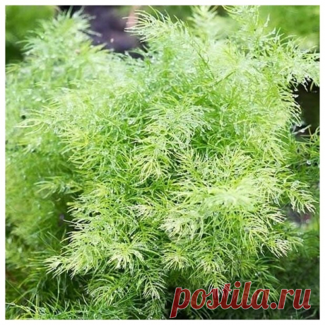 Семена Аспарагуса Кистевидного, Шатавари (Asparagus racemosus) (7 семян) — купить в интернет-магазине по низкой цене на Яндекс Маркете Семена Аспарагуса Кистевидного, Шатавари (Asparagus racemosus) (7 семян) — купить сегодня c доставкой и гарантией по выгодной цене. 1 предложение в проверенных магазинах. Семена Аспарагуса Кистевидного, Шатавари (Asparagus racemosus) (7 семян): характеристики, фото, магазины поблизости на карте. Достоинства и недостатки модели — Семена Аспа...