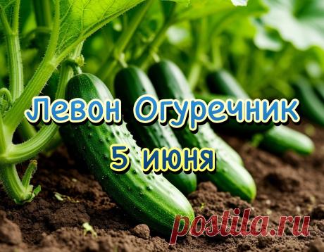С Левоном Огуречным вас! Пусть грядки радуют всех нас, Пусть будут хрусткими, как встарь, Без всяких хворей и без гари. Пусть огород цветёт и зреет, А урожай ваш богатеет! Открытки на Левон Огуречник (Левон Конопляник)!