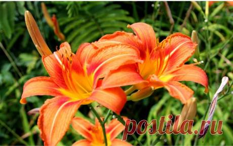 Как и когда пересаживают лилии — Дачный участок