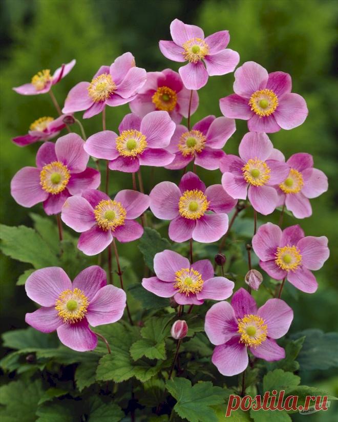 Анемона японская – Google Поиск