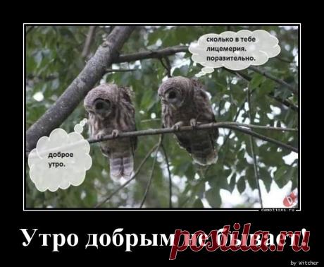 Утро добрым не бывает!
