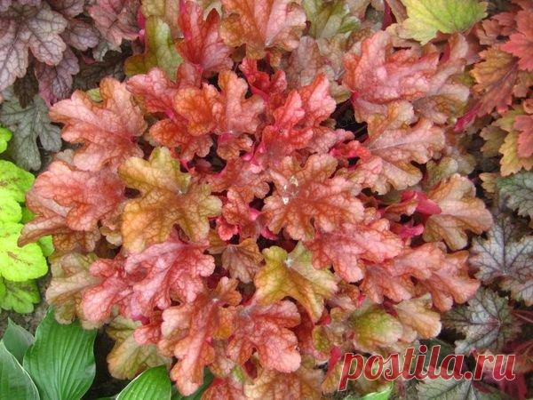 Гейхеры и гейхереллы - Дачный цветник