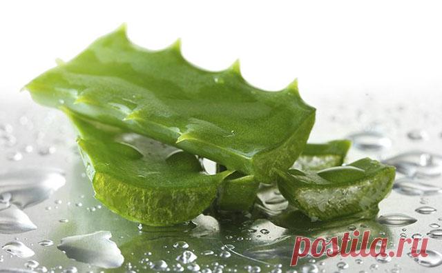 Маска из алоэ для лица от морщин и прыщей — Домашние заботы