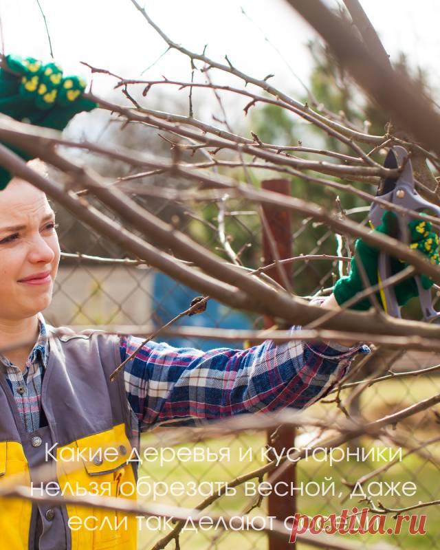 Какие деревья и кустарники нельзя обрезать весной, даже если так делают соседи