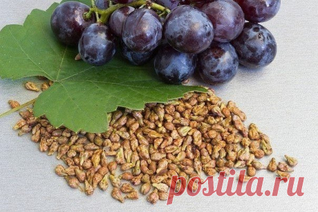 ВЫ БУДЕТЕ УДИВЛЕНЫ: ПЛОДОВЫЕ КОСТОЧКИ ИНОГДА ПОЛЕЗНЕЕ, ЧЕМ САМИ ФРУКТЫ — Домашние заботы