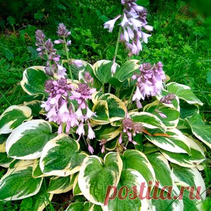 Хоста – Google Поиск