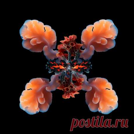 VA - Symbiosis Three IMPRSSM030B1 » MinimalFreaks.co