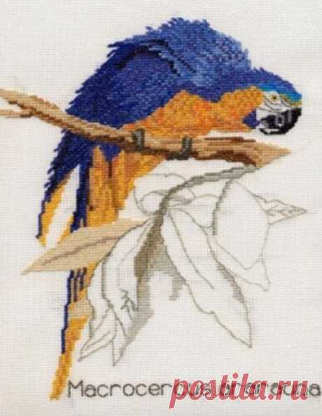 Rojo Y Amarillo / Azul Y Amarillo guacamayos, Africana Gris Loros Cross Stitch Kits 14s | eBay