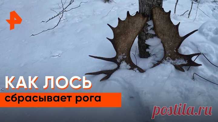 Редкое видео: лось сбросил сразу оба рога
