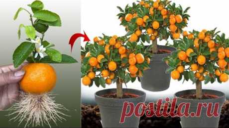 New idea ! Growing Oranges With Aloe Vera and Eggs​ | How to Grafting Oranges