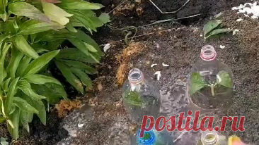 Видео Как укоренить и размножить розу | OK.RU
