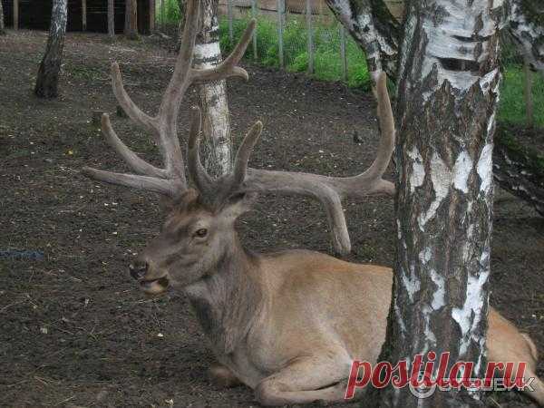 флора и фауна россии – Google Поиск