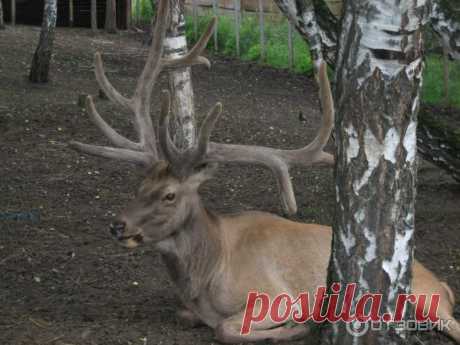 флора и фауна россии – Google Поиск