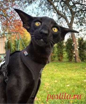 Pin on Невероятные коты