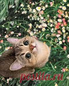 Кот дня⁠⁠ in 2025 | Cute baby animals, Kittens cutest, Cute animals