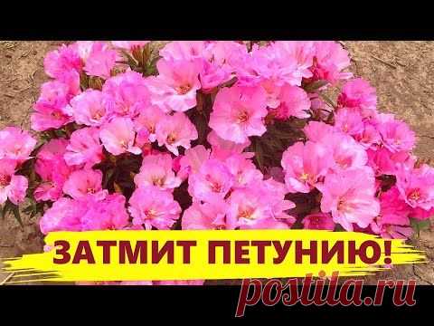 ЭТОТ ЦВЕТОК ЗАТМИТ ПЕТУНИЮ! Цветет все лето, неприхотливый в уходе!