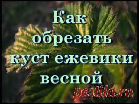 Как обрезать плодоносящий куст ежевики весной