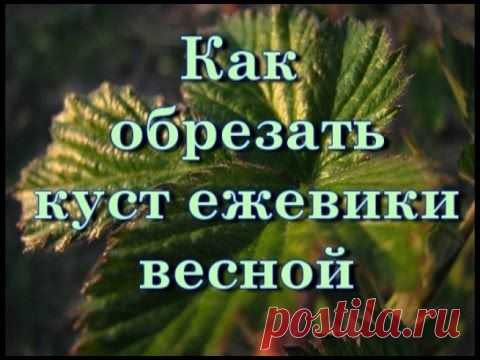 Как обрезать плодоносящий куст ежевики весной