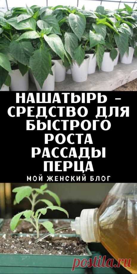 Нашатырь — это отличный способ быстро вырастить перец. Рецепт рассказала любимая свекровь