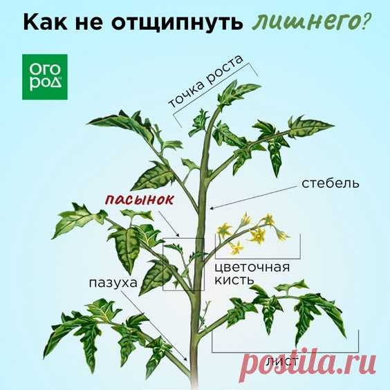 Вся правда о пасынковании томата