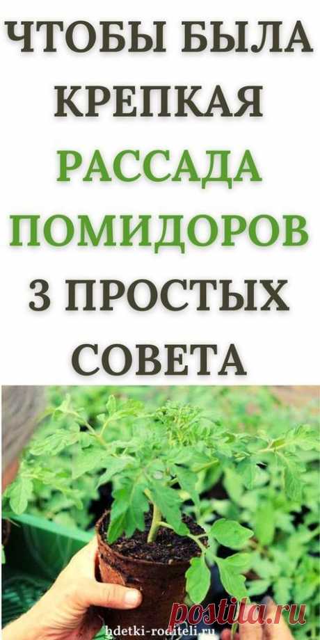 Чтобы была крепкая рассада помидоров: 3 простых совета