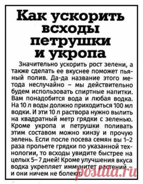 Пьяный полив. Как ускорить всходы петрушки и укропа