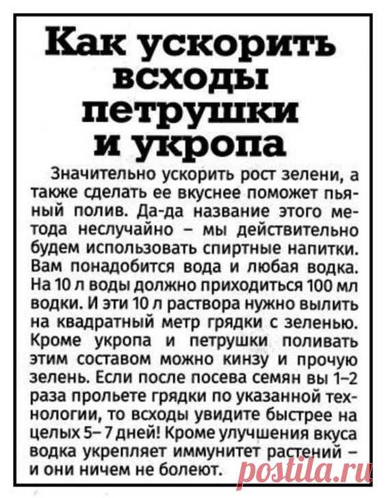 Пьяный полив. Как ускорить всходы петрушки и укропа
