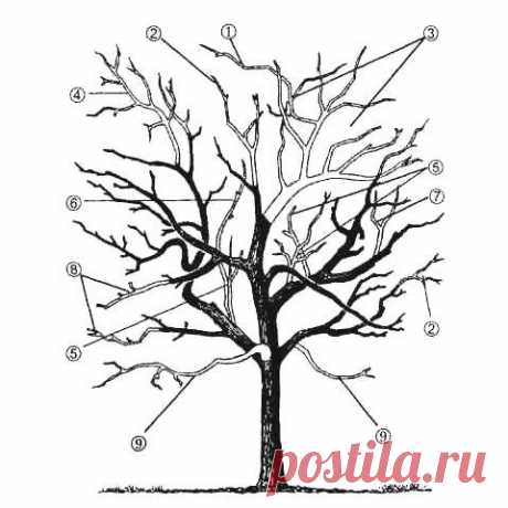 Как правильно обрезать яблоню. Когда лучше делать обрезку весной и осенью. Обрезка молодых и старых яблонь. - Питомник растений Сибирский сад
