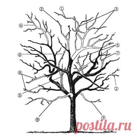 Как правильно обрезать яблоню. Когда лучше делать обрезку весной и осенью. Обрезка молодых и старых яблонь. - Питомник растений Сибирский сад