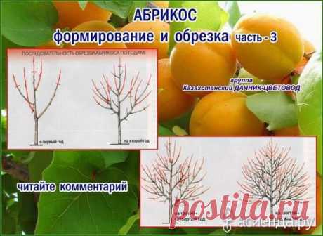 Как и обещала продолжим обучаться обрезке деревьев, кустарников.