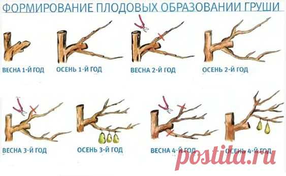 Обрезка волчков на яблонях и грушах - схема весной, летом, во время цветения, осенью, видео