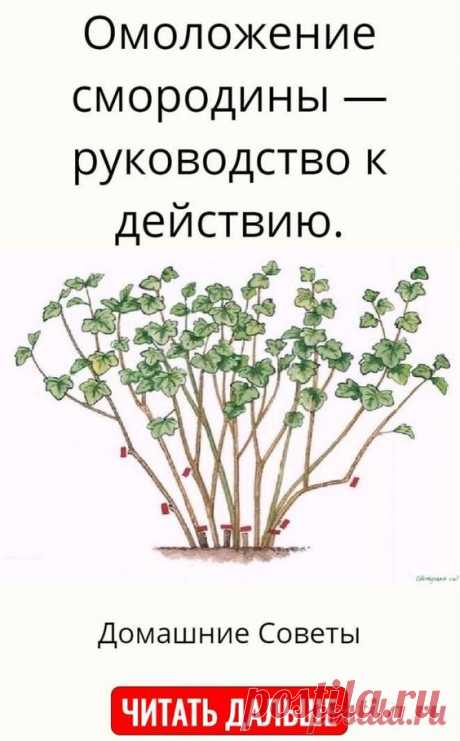 Домашние идеи и советы