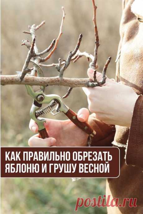 Как правильно обрезать яблоню и грушу весной (советы для начинающих)