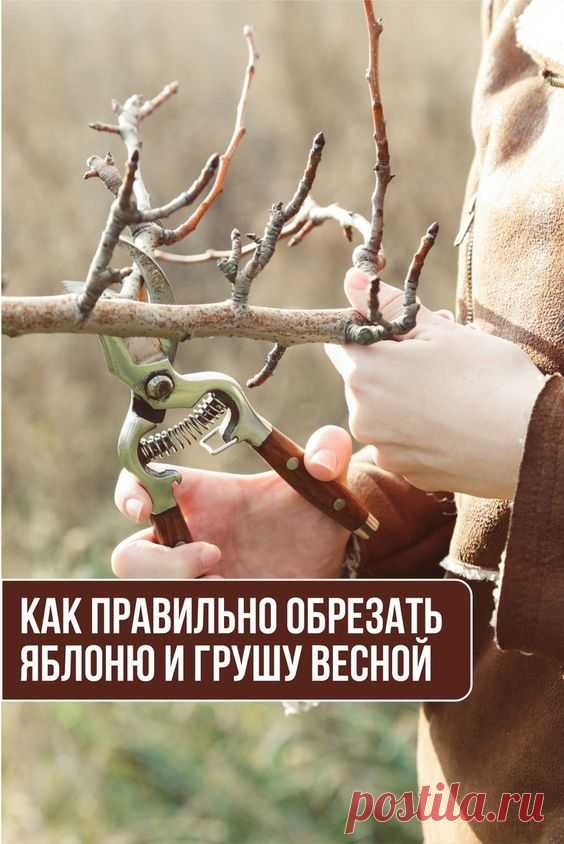 Как правильно обрезать яблоню и грушу весной (советы для начинающих)