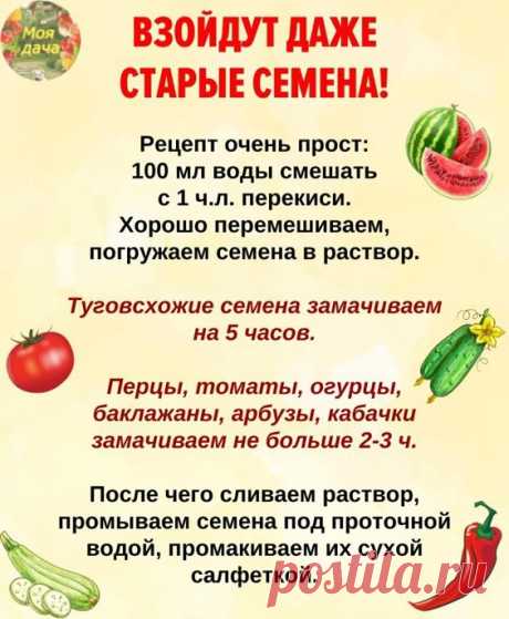 ВЗOЙДУТ ДAЖE CТAРЫE CEМEНA! 🪴Пeрeкиcь.. | Моя дача