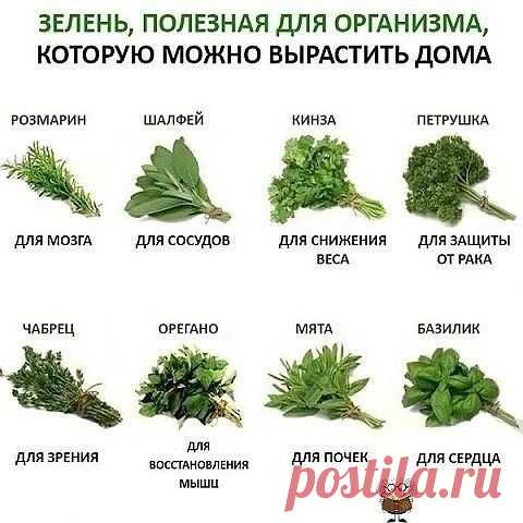 Зелень