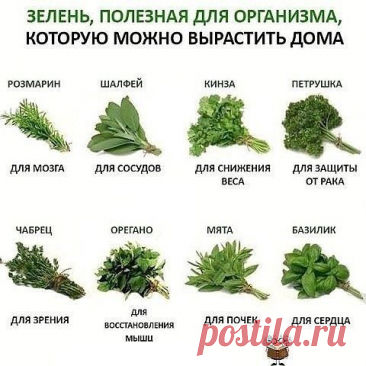 Зелень