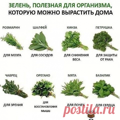 Зелень