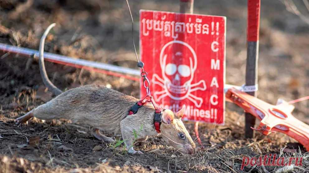 В Камбодже поисковая крыса побила рекорд по нахождению мин Пятилетняя африканская сумчатая крыса Ронин побила мировой рекорд по обнаружению неразорвавшейся взрывчатки, тем самым попав в книгу рекордов Гиннесса.