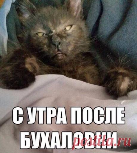 Утро добрым не бывает / Писец - приколы интернета