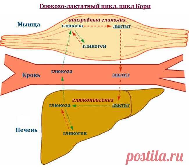 Факты о молочной кислоте / Будьте здоровы